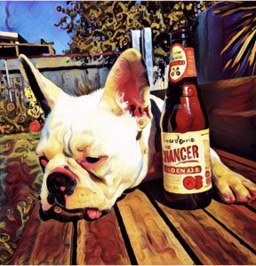 French bulldog with beer faking being drunk